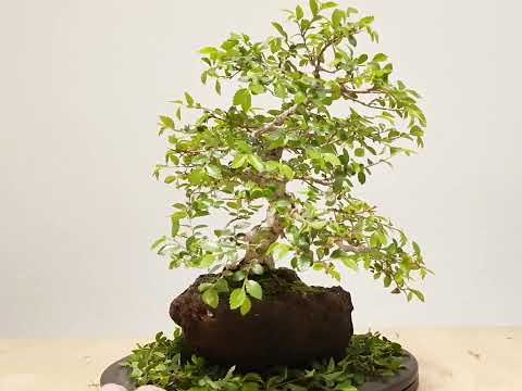 Bonsai chinese elm