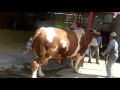 Rekor 1800 Kg 1 Ton Karkas 1