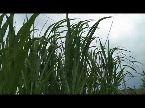 জারা ঘাস