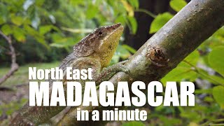 North East Madagascar - 1159