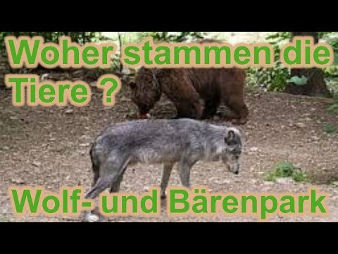 Woher stammen die Tiere? / Wolf- und Bärenpark / Tierschutz / Nature Trails