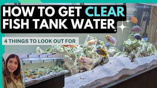 How to get clear fish tank water - 4 common causes of "dirty" water and how to fix them