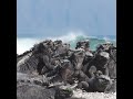 Marine Iguanas soaking in some sun