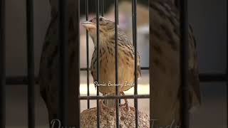 Download lagu BRANJANGAN PARVA GACOR ATAS BAWAH #branjangan #branjanganbetina #branjangangacor #branjanganjantan mp3 Download lagu BRANJANGAN PARVA GACOR ATAS BAWAH #branjangan #branjanganbetina #branjangangacor #branjanganjantan mp3