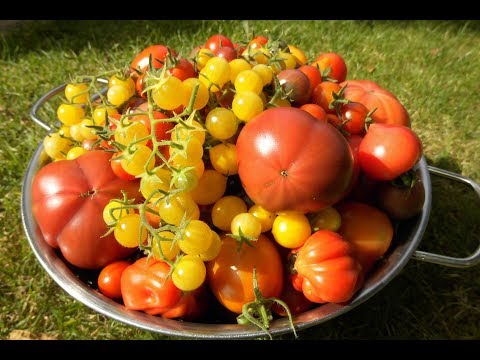 🍅 Tomaten selber anbauen 🍅 Vom Keimling bis zur Köstlichkeit: Die eigenen Tomaten