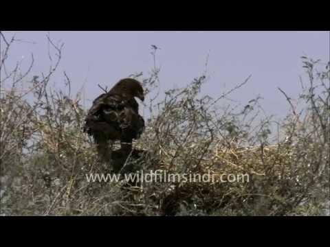 Greater Spotted Eagle hunting waterfowl