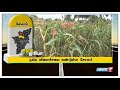 சோளம் நல்ல விளைச்சலை கண்டுள்ளதால் வி