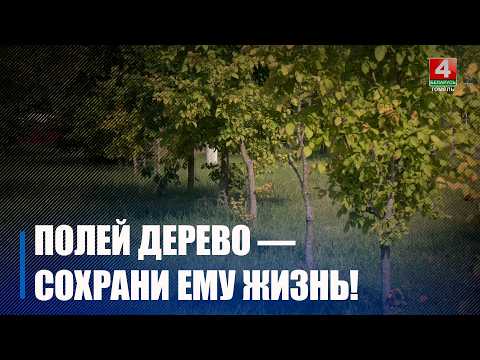 Экологи просят гомельчан помочь спасти деревья в жару
