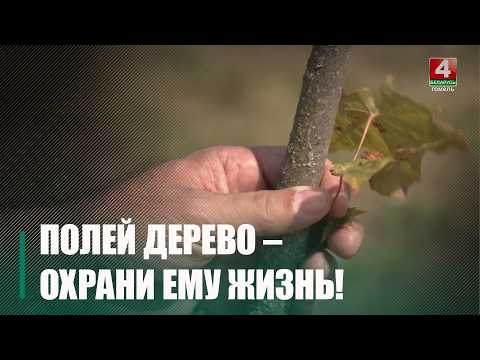 Экологи просят гомельчан помочь спасти деревья в жару видео