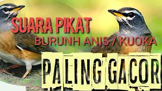 Download lagu SUARA PIKAT PALING GACOR || KOUKA || ANIS #burungnis #anis #burunh #shortvideo #kuoka #suaraburung mp3 Download lagu SUARA PIKAT PALING GACOR || KOUKA || ANIS #burungnis #anis #burunh #shortvideo #kuoka #suaraburung mp3
