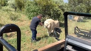 Incredibly CLOSE Lion Safari Encounters | South Africa Safaris