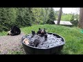 Black Bear Takoda Takes A Splashy Bath