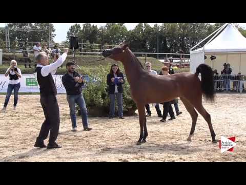 N.102 SOPHIE MCA - Bergamo 2015 - Yearling Fillies (Class 1B)