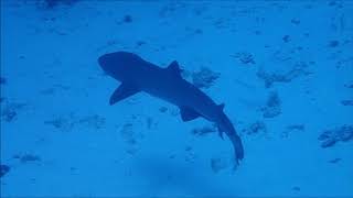 Diving and Snorkeling in North Male Atoll - Maldives