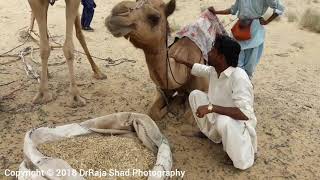 preview picture of video 'Ploughing with camel in desert Tharparkar'