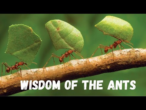 WISDOM OF THE ANTS ( Ants Mentality ) - Best Motivational Video