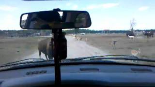 preview picture of video 'freaking out over a buffalo'