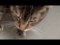 CAT VS MOUSE CAT EATS MOUSE ALIVE RAT EATEN BY CAT
