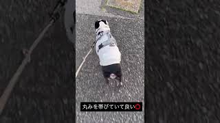 まるまる太ってしまったけどそれはそれでよい #ボストンテリア