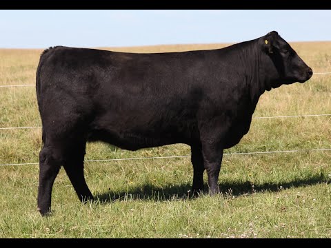 Lot 38 - REMI 187J