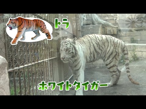 アニア探検隊　東武動物公園