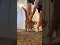 My Orange Cat Gives Me A Love Bite During Our Morning Stretch