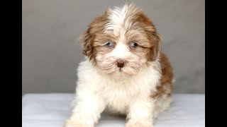 Video preview image #1 Labrador Retriever Puppy For Sale in FRUITPORT, MI, USA