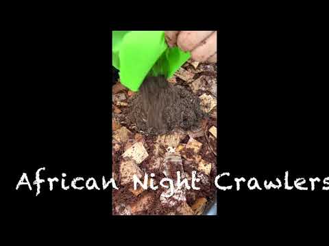 African Night Crawlers