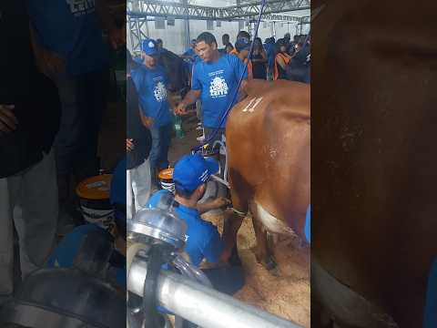 1ª Copa do Leite em Italva-RJ: um sucesso absoluto! 🥛 #scnoticias24h  #poruminteriormaisforte