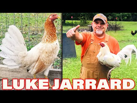 Beautiful White Birds Blue Devil Luke Jarrard - Jroc Farm