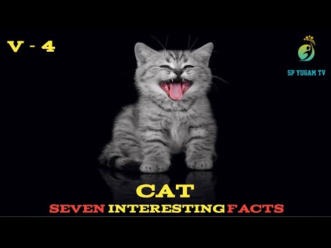 Cat 🐈 | Seven Interesting Facts About Cat | How To ? How I ? Do You Know ? Don't Try ? Viral ?