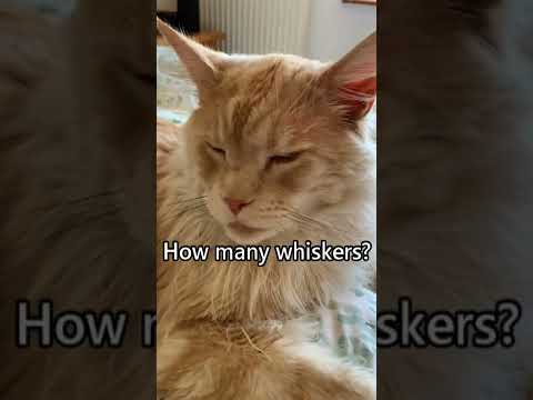How many whiskers do cats have?