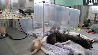 Kitkat Playroom with kittens