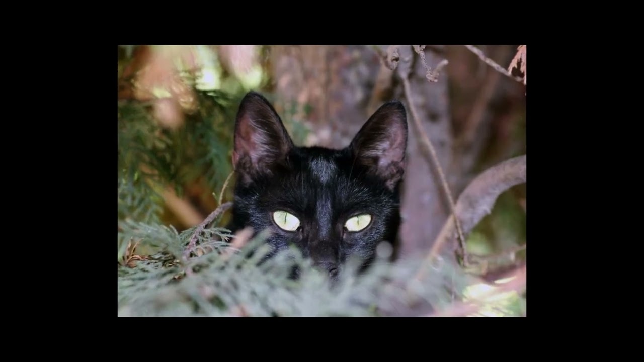 A black cat looking into camera : Stock Photo (Royalty Free) 021895