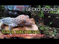 Suara Tokek Keras Pagi Hari Pengantar Tidur Bayi Gecko Sound