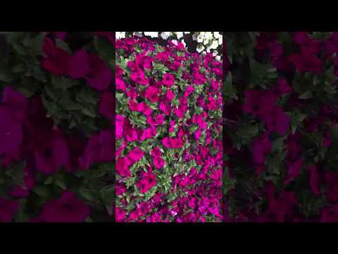 Видео о петунии Патриция от Партнер