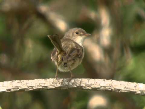 Zamatovec červenochrbtý (Malurus melanocephalus) — tokanie a správanie