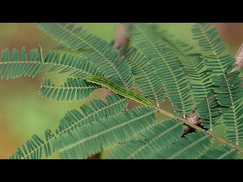 Chancha Via Circuito & El Búho - Oruga (Official Music Video)