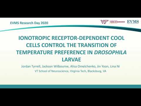 Thumbnail image of video presentation for Ionotropic Receptor-dependent cool cells control the transition of temperature preference in Drosophila larvae