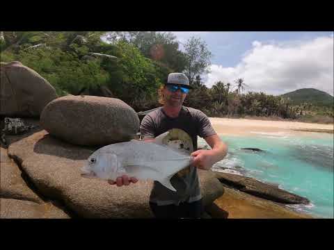 Trevallys on light tackle in a feeding frenzy!