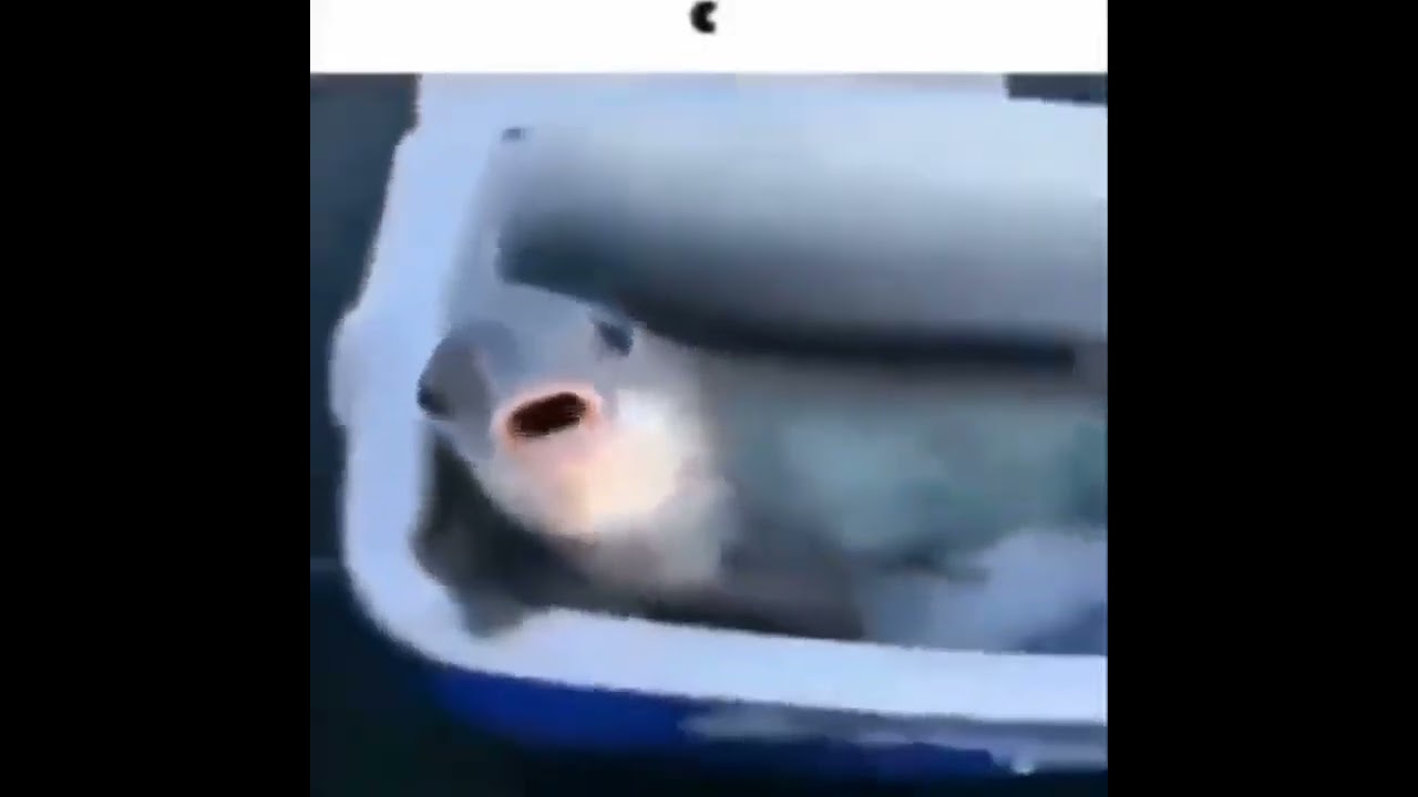 Fish #fish #memes #shorts