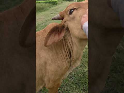 🌿 Invierte en tu lote campestre en Guamo, Tolima.