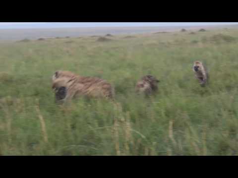 Spotted hyena romps with cubs 4