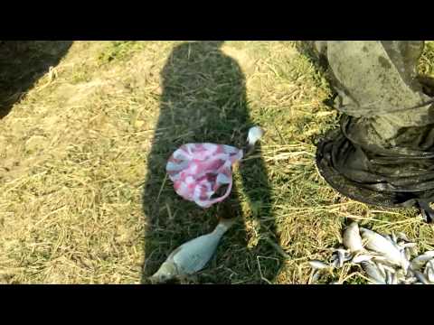 pescuit la Izvoru Arges