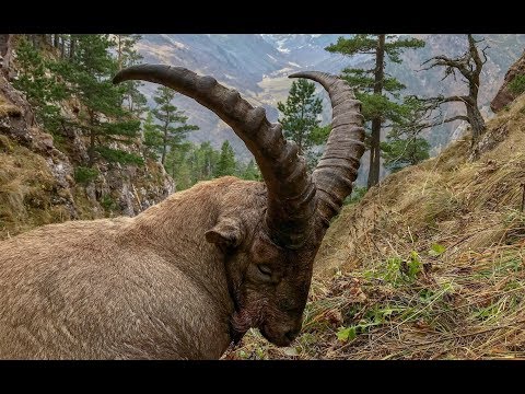 Kuban Tur Hunt in Russia