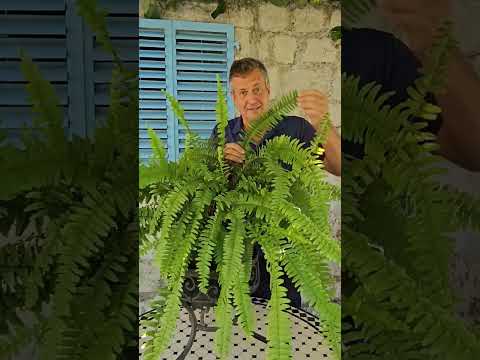 Paprat #cveće #biljke #sobnocveće #priroda #bašta