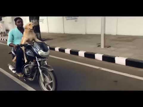 our indian dog is like this ll bike driving dog ll KAVIN SAMPATH