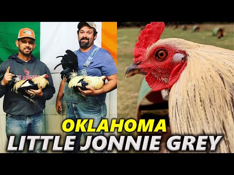 Kearny Penny x Little Jonnie Grey Clover Creek Farms TJ DUREE | Farm Visit