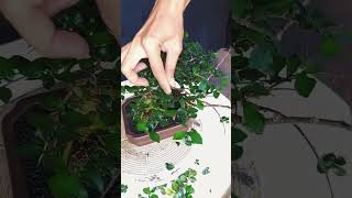 Download lagu BONSAI SERUT GA SERUT GA SERU|INSPIRASI BONSAI mp3