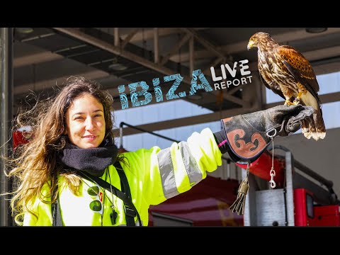 Die Falkner auf Ibiza. Ibiza Airport  Live Report.